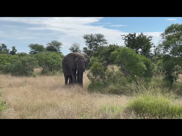Driving from Orpen Gate  to Satara Camp in Kruger National Park along the H7 route. Join the ride. SDDEFAULT Thumbnail