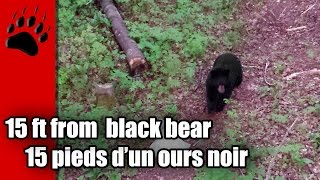 preview picture of video 'Ours noir à Éric Pelletier printemps 2014 / Black bear Eric Pelletier spring 2014'