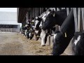 Milking Cows At Rosy Lane Holsteins