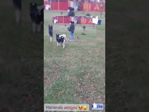 Pitbull nazli haciendo nuevos amigos🤗