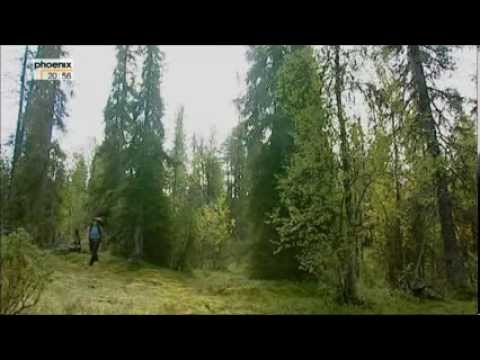 Europas Urwälder - Teil 1 - Unberührtes Lappland