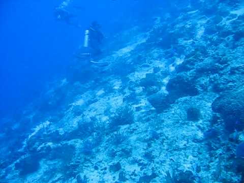 Diving Cozumel Mexico.... drop off at 20 meters down too ????