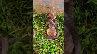 ?? wtf ?????#shorts #short