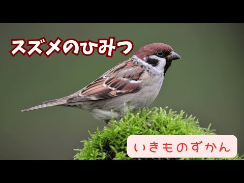 Eneopterinaeについて詳しく解説