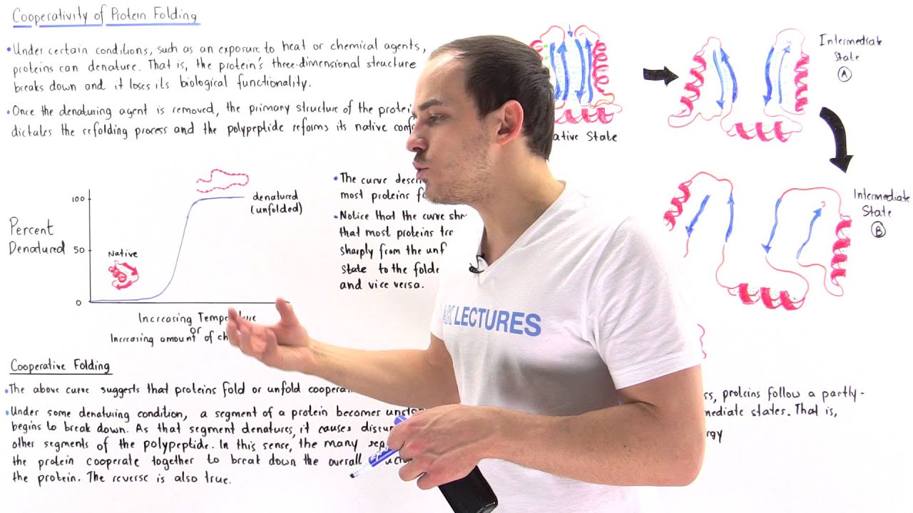 Cooperativity of Protein Folding