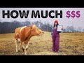Will a Milk Cow SAVE You Money? The Surprising Truth