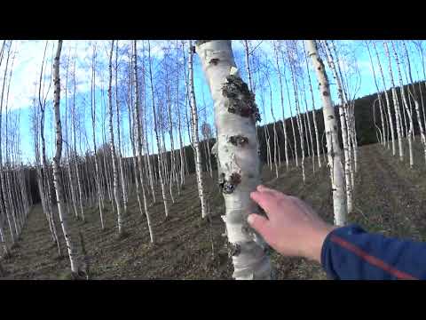 Metsolan Metsäkoulu 229 - Nyt kasvaa raha puussa - mallisuoritus!