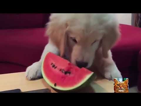 Chiens drôles _ mourir de rire