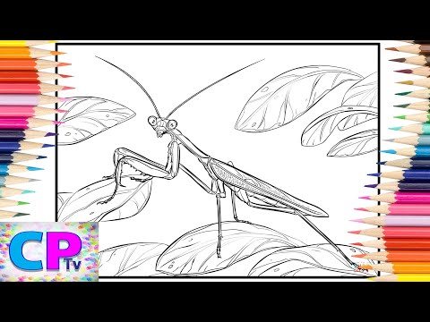 Mantis Coloring Pages/Beautiful Mantis/Insects Coloring/Elektronomia - Sky High [NCS Release]