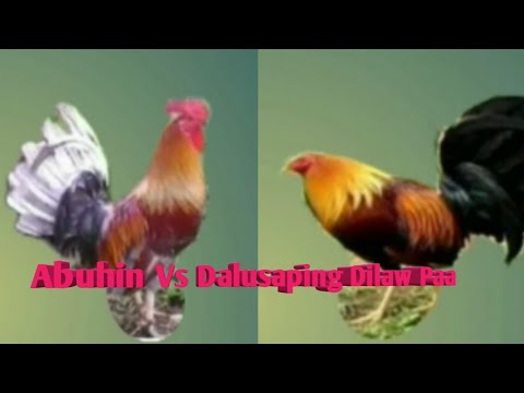 Abuhin Vs Dalusaping Dilaw Paa Kulay Kontra pilo Part 5 Senyales Ng Manok Pangsabong / JohmTV