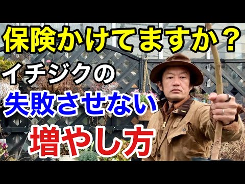 イチジクで気根を育てるにはどうすればよいですか？なぜ彼らは現れるのでしょうか？試してみたい4つの方法  庭園