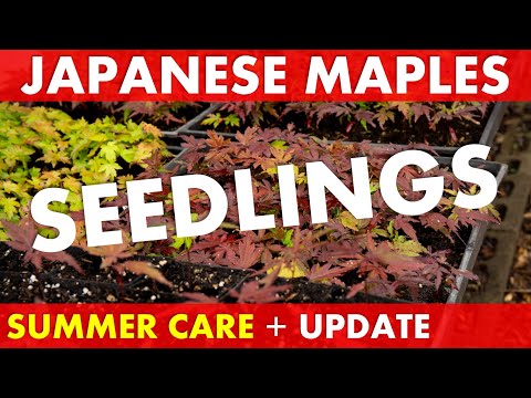How to GROW for Japanese Maple Seedlings in HIGH HEAT + UPDATE