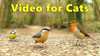 Videos for Cats ~ Cat TV by Paul Dinning
