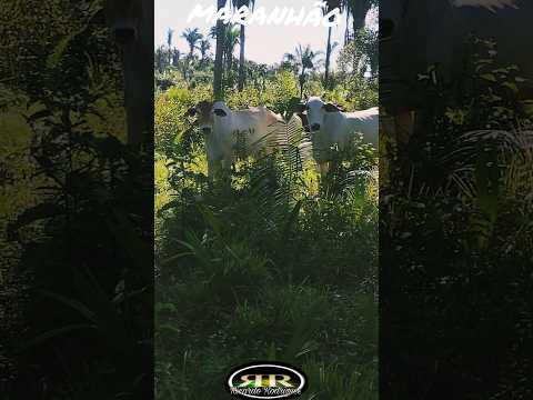 Aqui é o meu lugar, Santa Joana Vitória do Mearim Maranhão