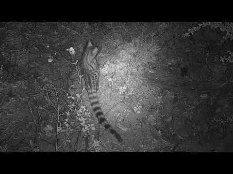Djuma: Large spotted Genet below the cam - 00:26 - 10/15/20
