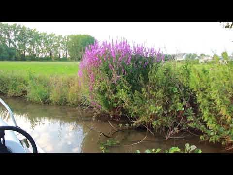 Senne Guns - In Twee (Wanderland Sessie)