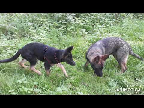 Irša & Ibbar Zulu z Martinické Staré školy