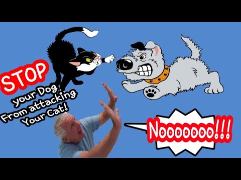 STOP Dogs Attacking Cats!!