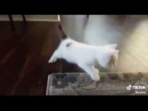 Kitten dancing on a song