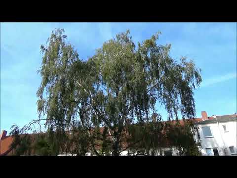 Die alte Birke erzählt  •  Ein Erlebnisbericht