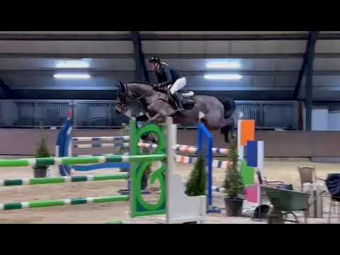 SOLD | 8YO SHOW JUMPER | Casallco x Stakkatol | Mare