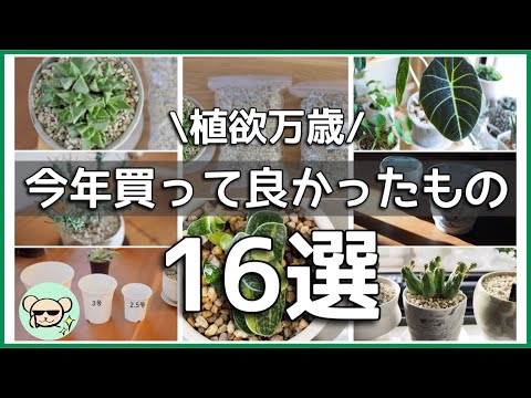 園芸 良い植物の組み合わせ