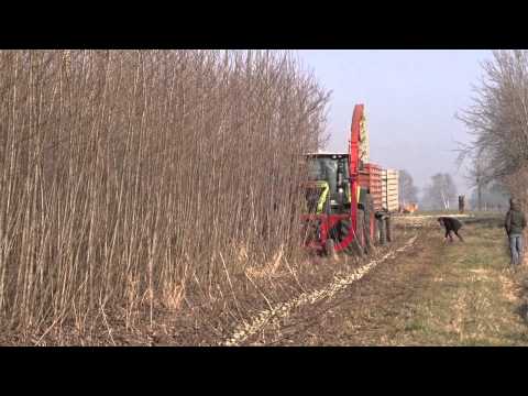 Ernte einer Pappel Kurzumtriebsplantage (KUP) in Wainsdorf (Brandenburg) 17.02.15 (1)