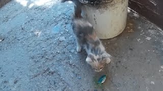 На что лучше ловить змееголова