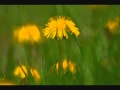 Sebastian Brandt - Ashes vs. Andain - Beautiful ...