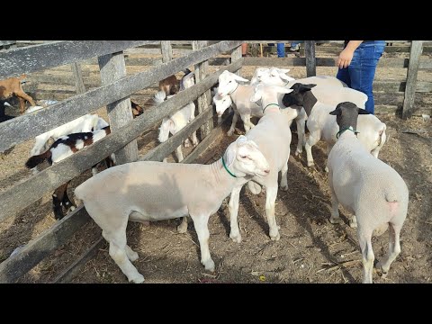 Feira de ovino e caprino Cachoeirinha-PE 22-10-26