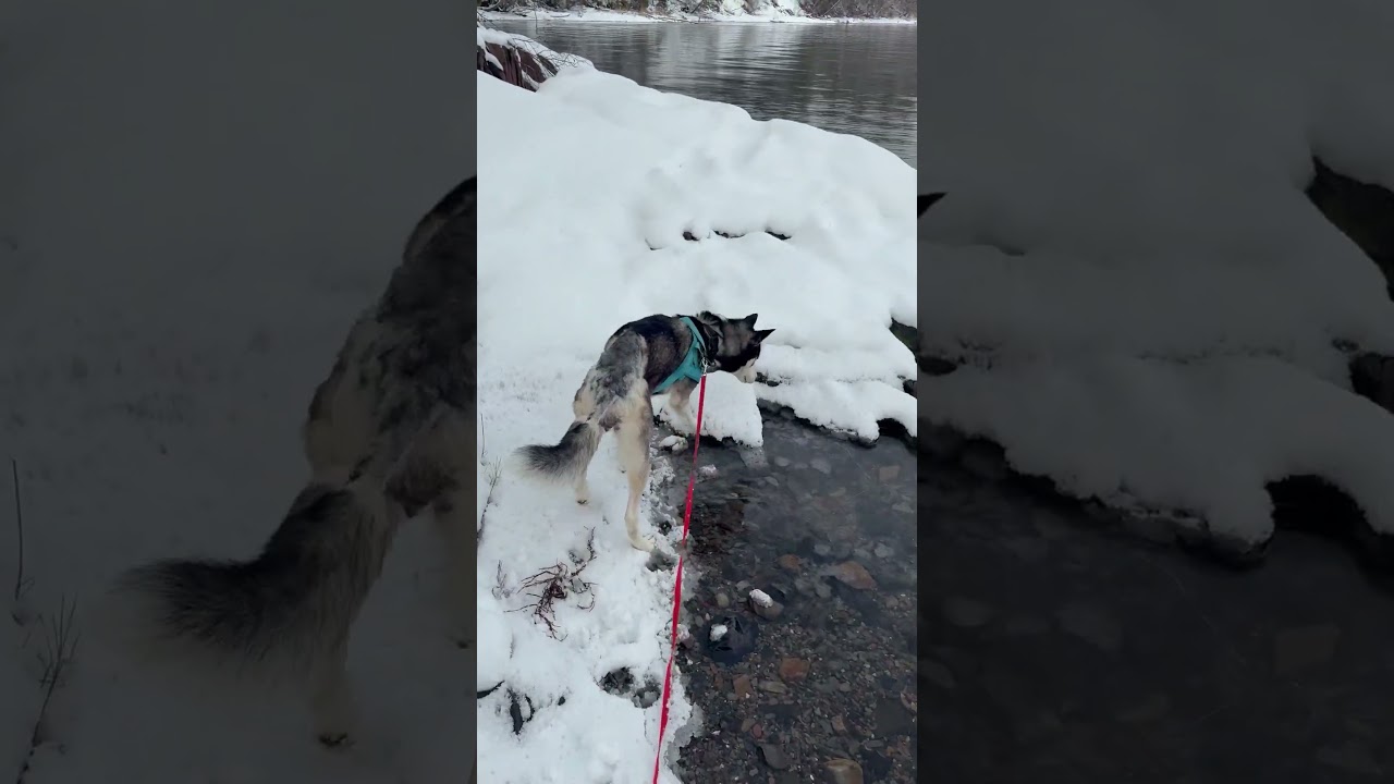 Enlarge Tacoma, an adopted Siberian Husky in St Stephen, NB video 6/6