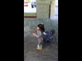 Dora Popping Bubble S Zenel S Version