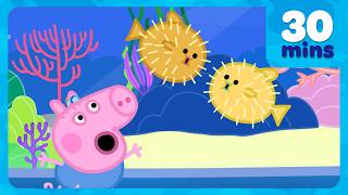 Download lagu George Sees a PUFFERFISH! 🐡 BRAND NEW Peppa Pig Episodes | 30 minutes mp3