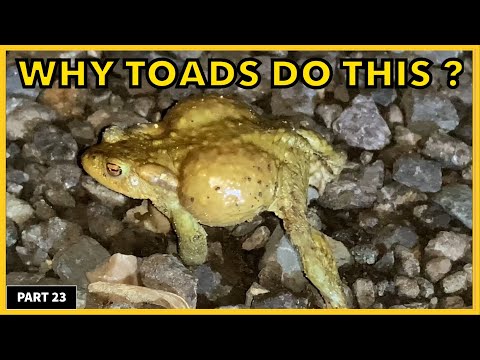 Ropucha obycajna (Bufo bufo) - vsetko o druhu