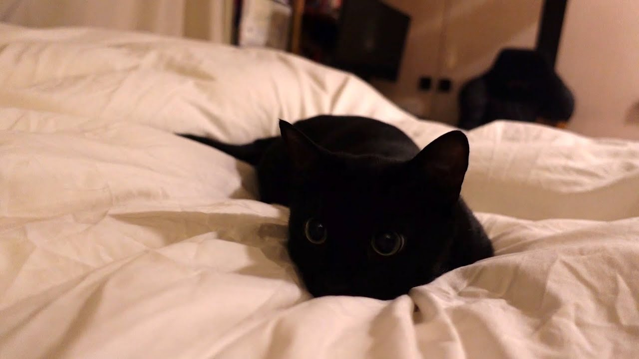 [집사이야기] (다홍이 새벽 병원행 )반려묘 집사님들 꼭 주의해주세요!