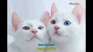 Agnetha Fältskog - Love Me With All of Your Heart (2004)(Lyrics)