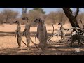 Trailer Meerkat Manor Rise Of The Dynasty