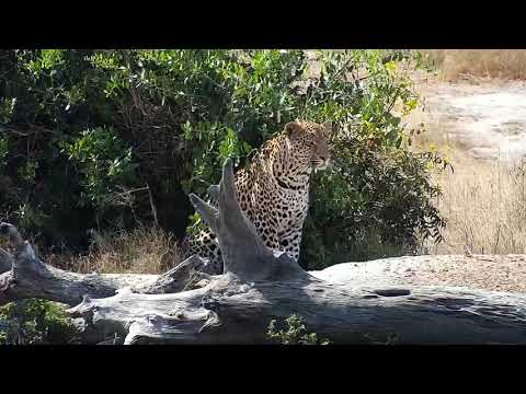 Djuma: Leopard-Hosana chases that noisey squirrel - 13:06 - 05/30/19