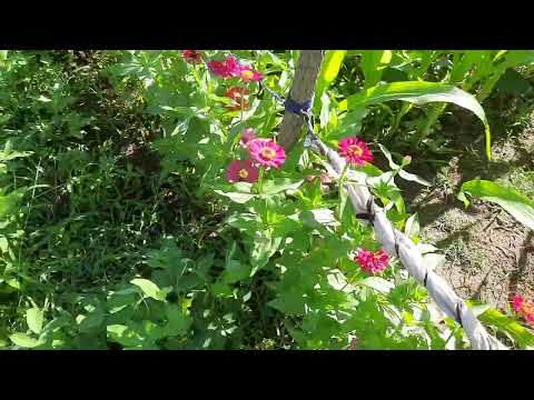 Cannabis village Thanamalvila