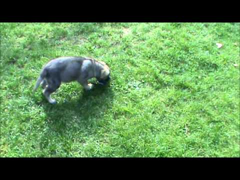 Forny z Jukasu - 8 weeks old - for sale