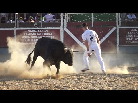 Ajusta tanto que el Toro le rompe el pantalón Cigales Campeonato de Cortes 2021