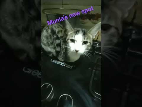 munia resting on the stove😃☺☺☺#munia#shorts