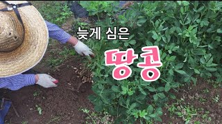 늦게 심은 땅콩 언제 먹을까?