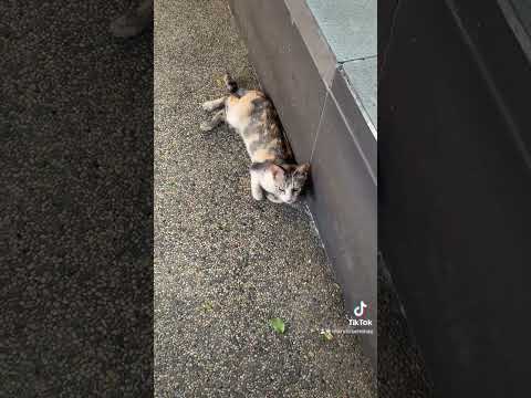 cats of UP Town Center