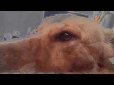 TOS DOGS // SAD DOGS :( ＳＡＤ  ＤＯＧＳ :/ tOsEinA SqUaDOG ///XXX///