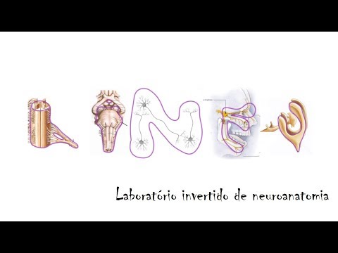 Visão geral do telencéfalo