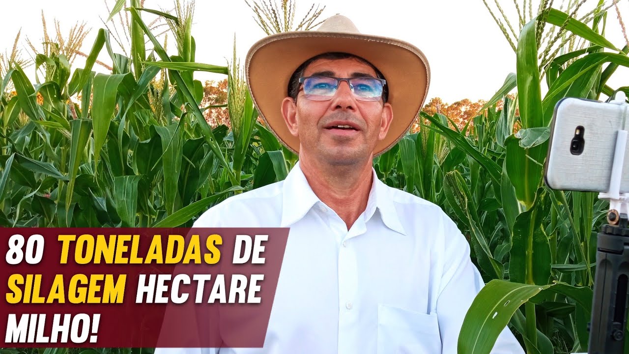 Como PRODUZIR 80 toneladas de SILAGEM em um HECTARE de milho/ano?!