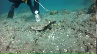 preview picture of video 'Mantis Shrimp - Japanese Shipwreck, Amed, Bali (12m) - GoPro HD Hero2'