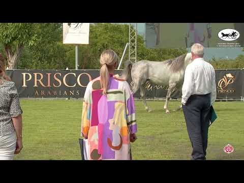 N 59 GUGGENHEIM   Vesuvio Trophy 2022   International   Colts 3 Years Old Class 6