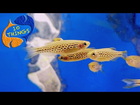 A Bulletproof Fish That Should Be In EVERY Aquarium! 10 Things Danios!